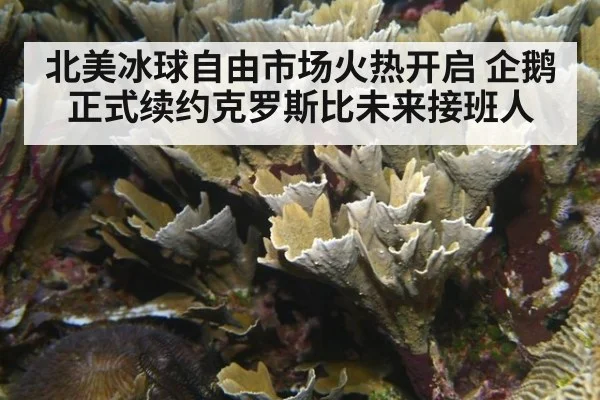 北美冰球自由市场火热开启 企鹅正式续约克罗斯比未来接班人
